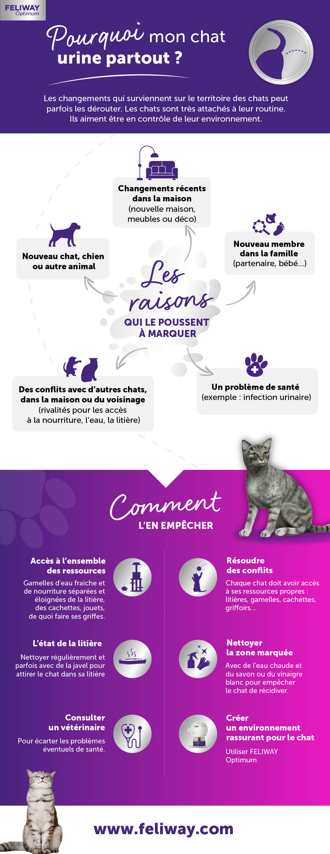 Pourquoi Mon Chat Urine Partout